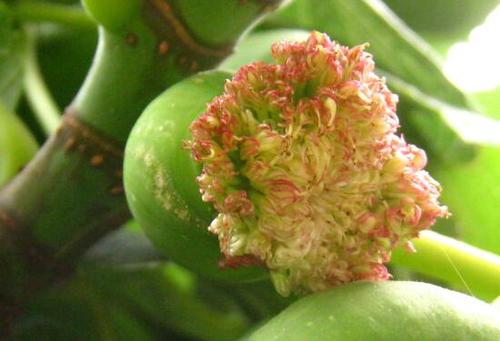 无花果的花在哪里