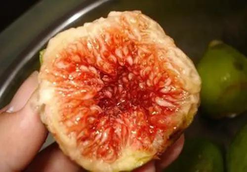 无花果的花在哪里