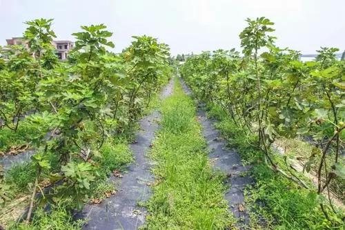 无花果的花在哪里