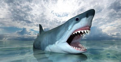 虎鲸vs大白鲨谁更厉害 虎鲸和大白鲨的能力对比