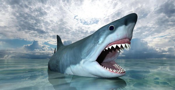 虎鲸vs大白鲨谁更厉害