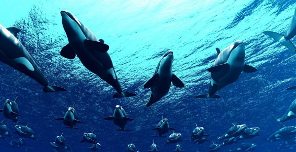 虎鲸vs大白鲨谁更厉害