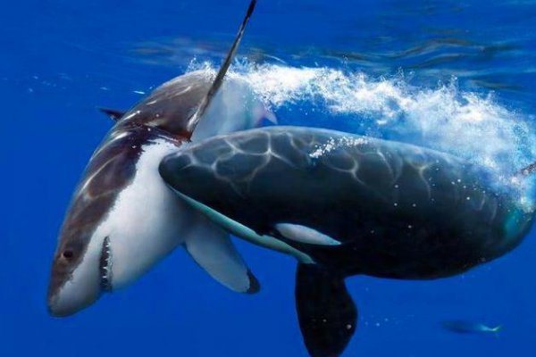 虎鲸vs大白鲨谁更厉害