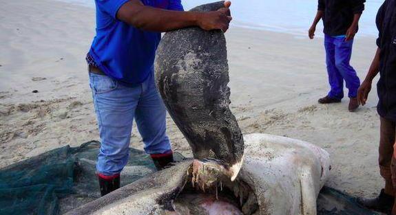 虎鲸vs大白鲨谁更厉害