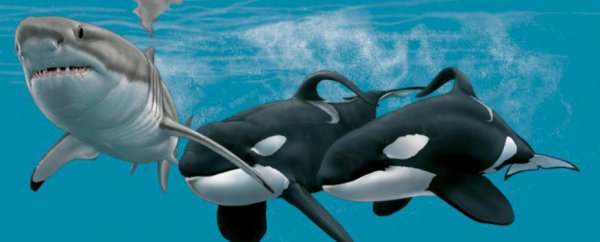 虎鲸vs大白鲨谁更厉害