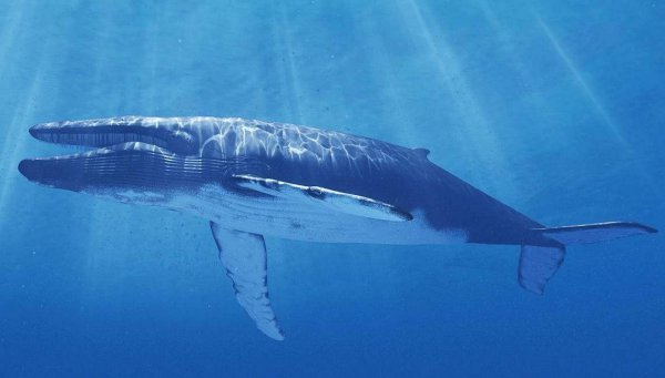 可怕的远古巨兽有哪些