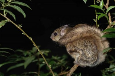 寒号鸟是种什么动物 寒号鸟是种鸟吗它有什么特点
