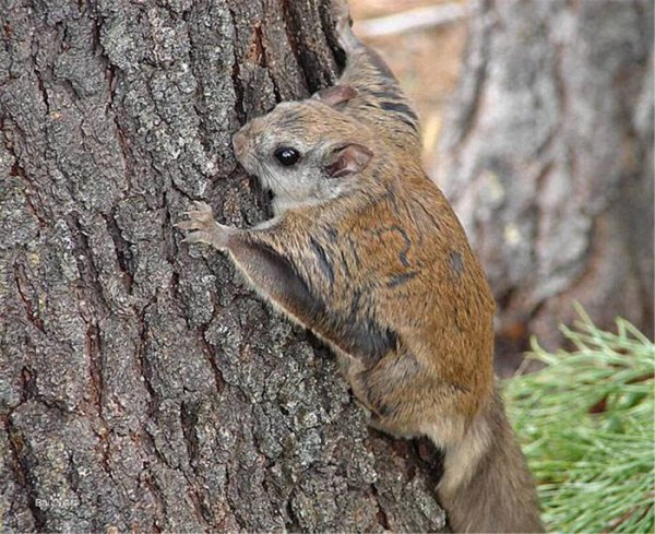寒号鸟是种什么动物