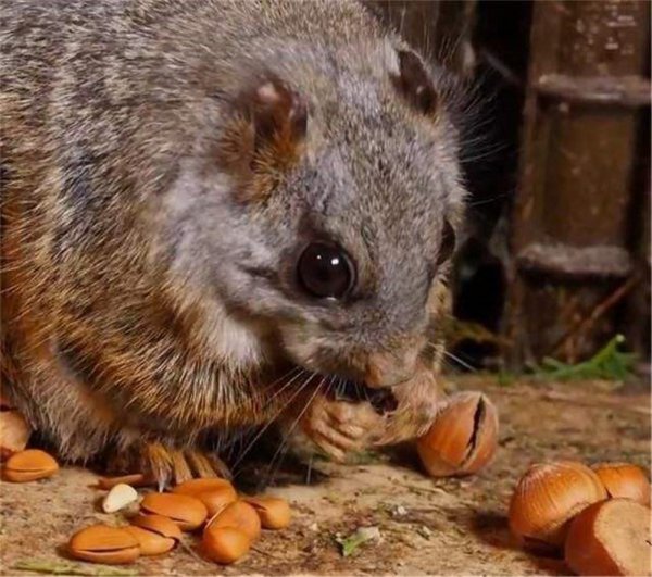 寒号鸟是种什么动物