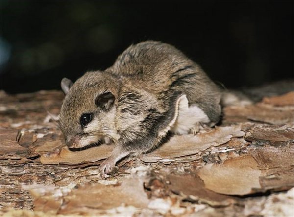 寒号鸟是种什么动物