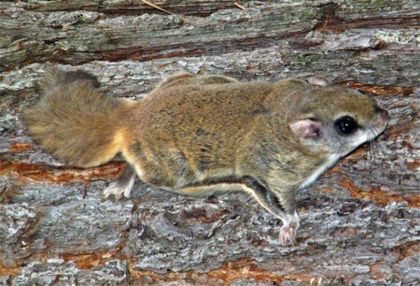 寒号鸟是种什么动物