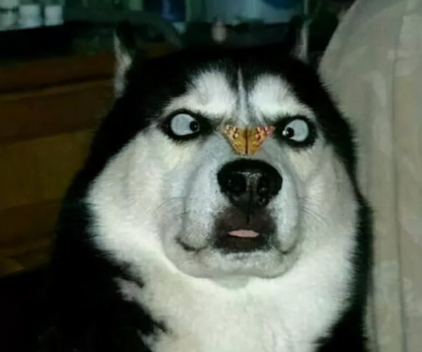 一生只认一个主人的狗排名