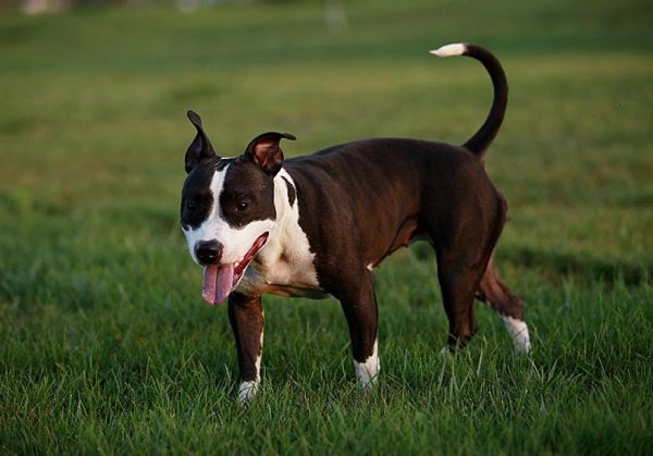 一生只认一个主人的狗排名