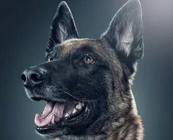 一生只认一个主人的狗排名