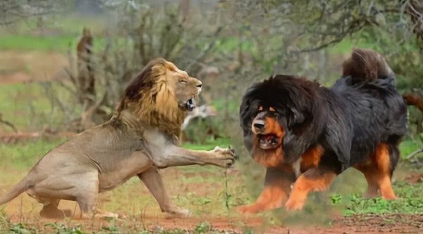 一生只认一个主人的狗排名