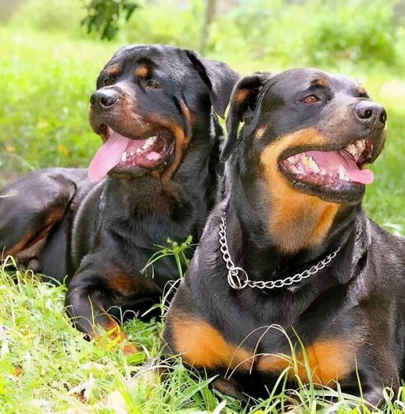 一生只认一个主人的狗排名