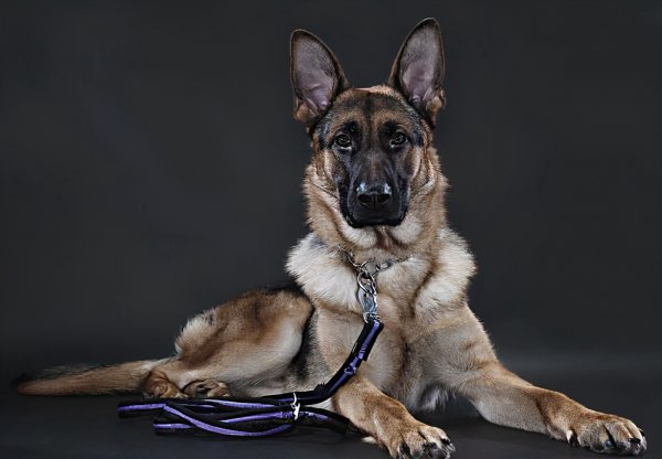 一生只认一个主人的狗排名