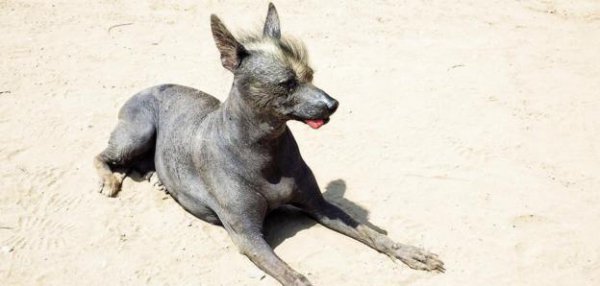 卓柏卡布拉吸血是真的吗