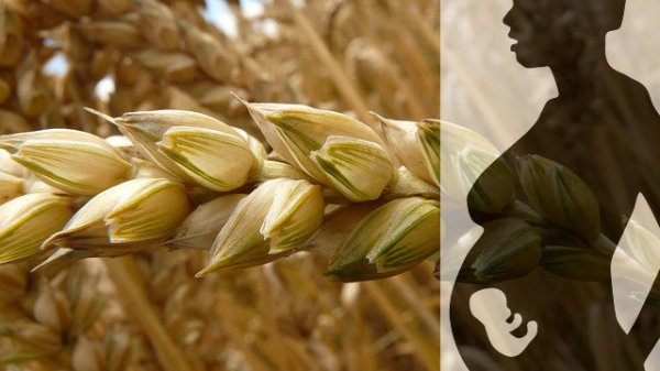 古代验孕的土方法