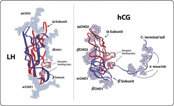 古代验孕的土方法