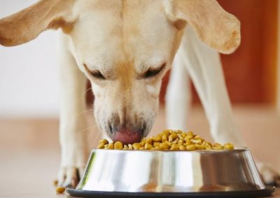 狗不能吃什么食物清单 狗狗们不宜食用的食物有哪些