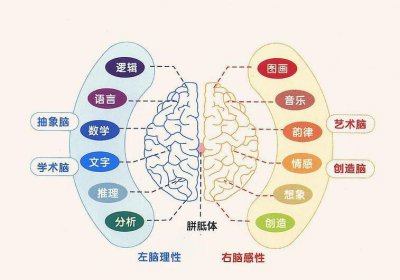 左脑型人和右脑型人哪个聪明 右脑型人和左脑型人区别