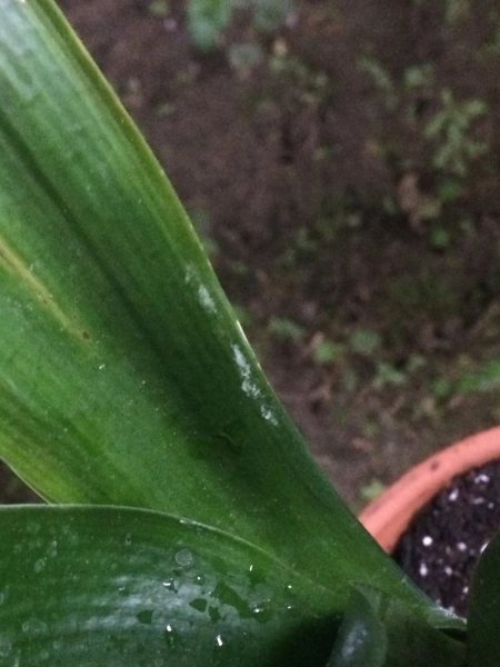 没喝完的啤酒可以浇花吗