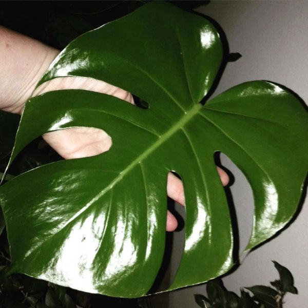 没喝完的啤酒可以浇花吗