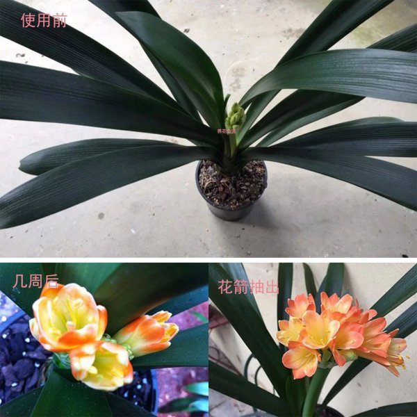 没喝完的啤酒可以浇花吗