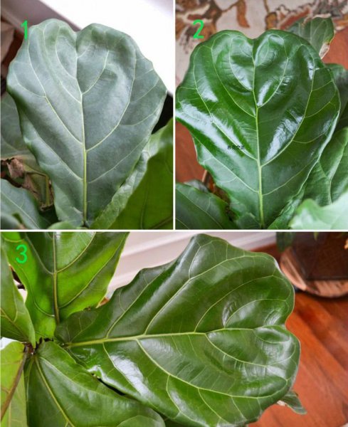 没喝完的啤酒可以浇花吗