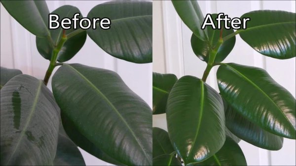 没喝完的啤酒可以浇花吗