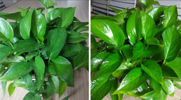 没喝完的啤酒可以浇花吗