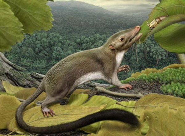 恐龙时代人类去哪了