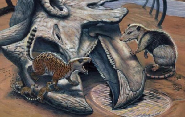 恐龙时代人类去哪了