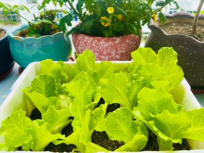 春天种什么菜蔬菜最合适 最适合春天种的几种蔬菜