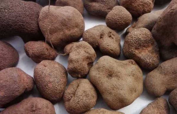 应声虫比喻什么样的人