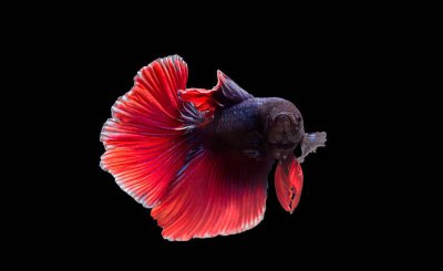 鱼缸水发绿是什么原因怎么解决 鱼缸水变绿的处理方法