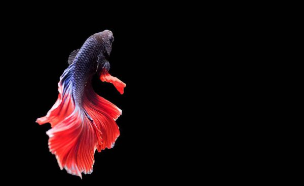 鱼缸水发绿是什么原因怎么解决