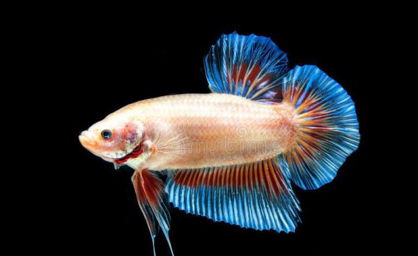 鱼缸水发绿是什么原因怎么解决