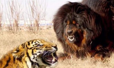 老虎和藏獒哪个厉害 比较一下藏獒和老虎打架谁能赢