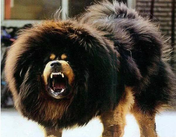 老虎和藏獒哪个厉害