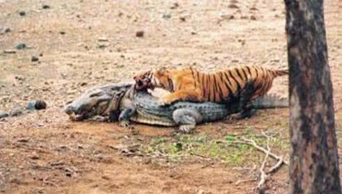 老虎和藏獒哪个厉害