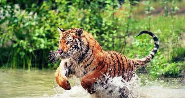 老虎和藏獒哪个厉害