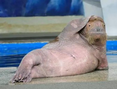 真正的美人鱼有多丑 美人鱼长什么样是丑的还是美的