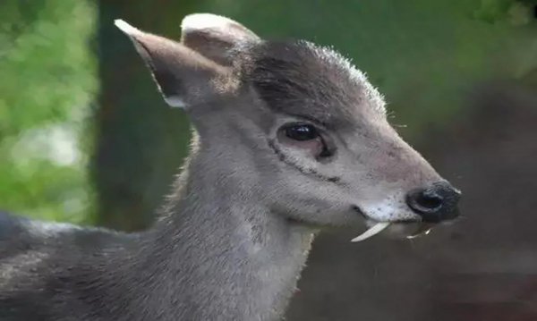 真正的美人鱼有多丑