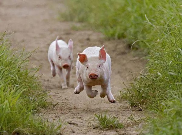 真正的美人鱼有多丑