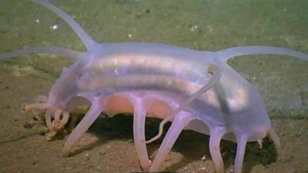 真正的美人鱼有多丑