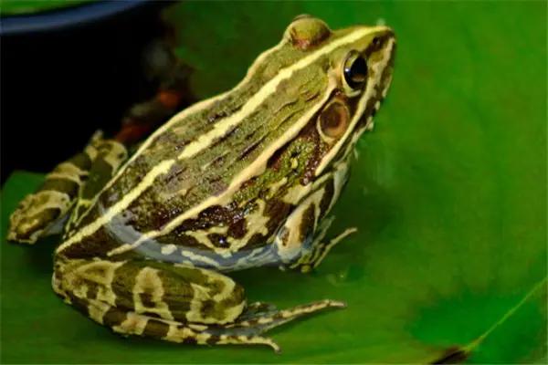 真正的美人鱼有多丑