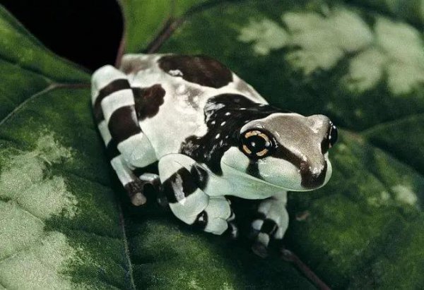 真正的美人鱼有多丑