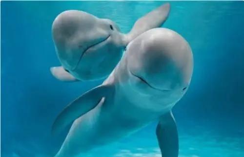 真正的美人鱼有多丑